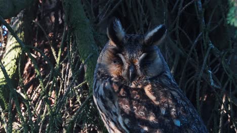 búho de orejas largas posado en una rama cerrando los ojos