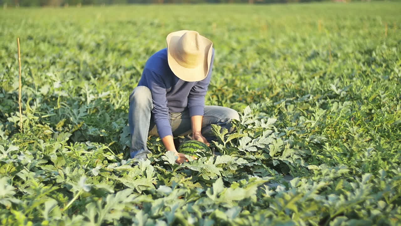 Farmer Using Technology With His Field