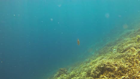 Scribbled-filefish-swims-gracefully-near-the-coral-reef-in-the-Raja-Ampat-archipelago,-Indonesia