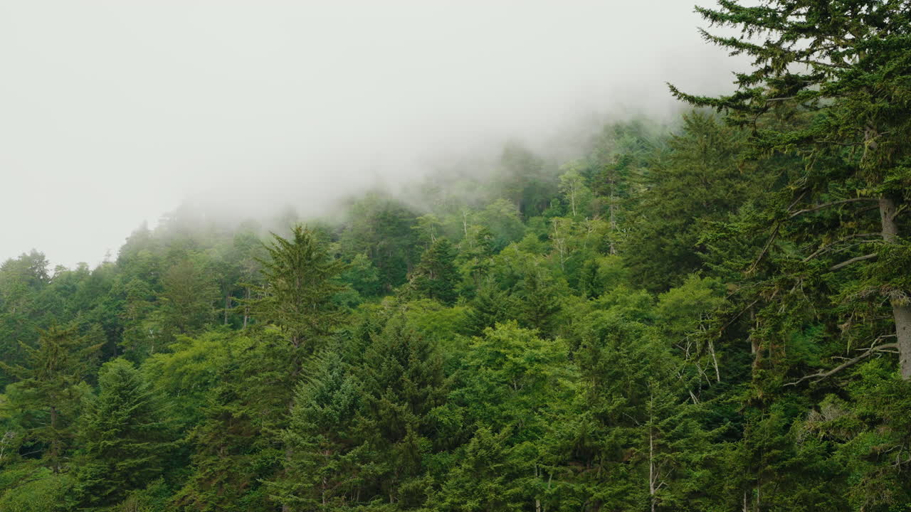 Lanskap Hutan Evergreen Berkabut