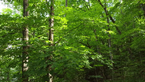 Magnificent-drone-capture-interior-of-pine-in-boreal-forest-in-sunny-day