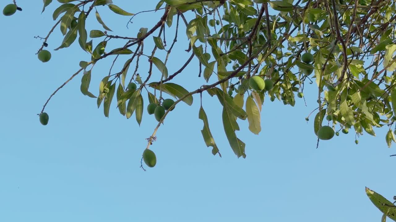 Manghi verdi freschi che pendono da rami sottili, ondeggiando dolcemente contro un cielo azzurro e limpido, con foglie illuminate dal sole che aggiungono un'atmosfera tropicale vibrante alla scena naturale