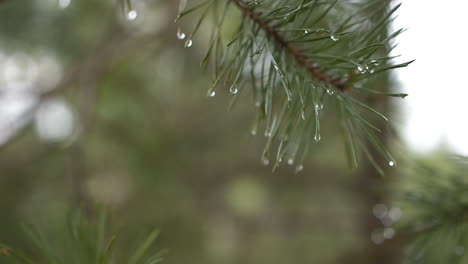 macro closeup of wet pine needles, raindops after rain, slow motion, day