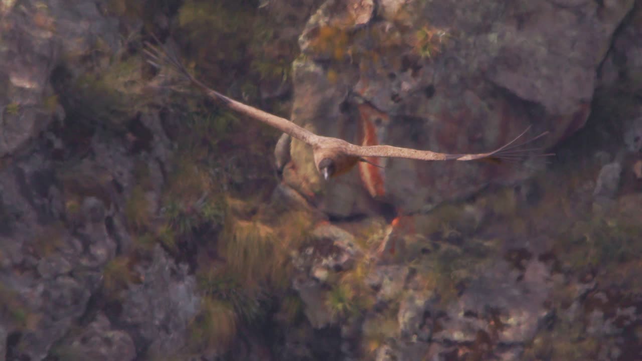 en la cabeza se acerca el joven cóndor andino se acerca para inspeccionar con el fondo de las montañas