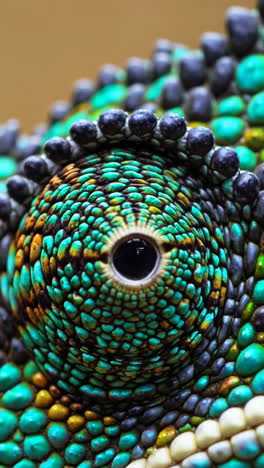 close-up of a chameleon's eye