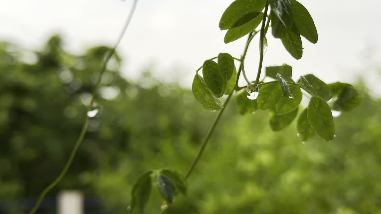 a serene moment in nature, with a branch swaying gently in the rain. The soft focus and blurred background create a sense of depth and atmosphere