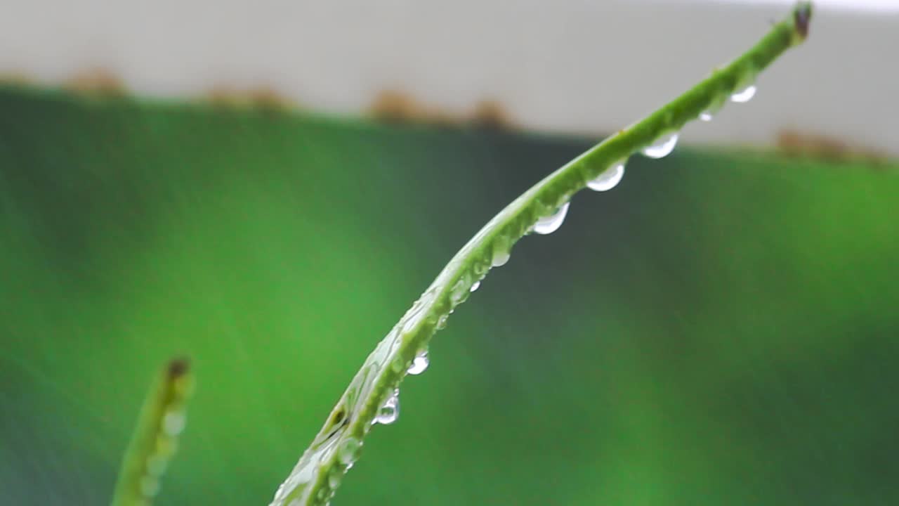 Closeup shot of aloe vera leaf with water droplets during rain. Natural green background, perfect for nature, skincare or relaxation themes