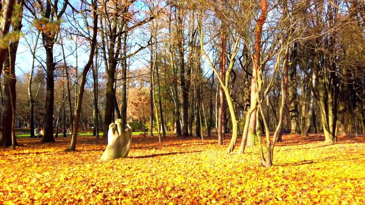 Alberi autunnali sullo sfondo del cielo