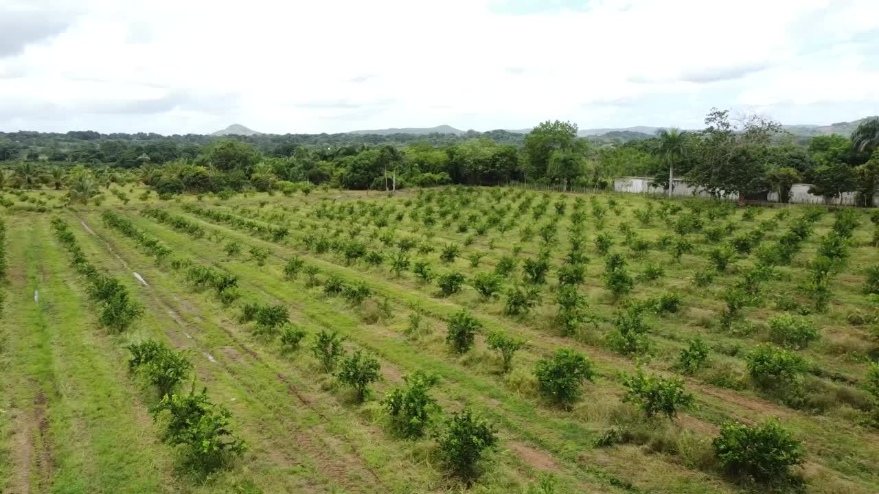 plantación de limoneros