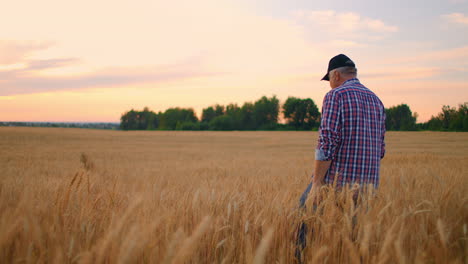 view from the back: an elderly male farmer walks through a wheat field at sunset. the camera follows the farmer walking on the rye field in slow motion