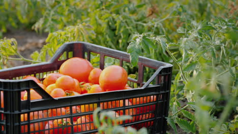 A-Box-With-Ripe-Tomatoes-Stands-On-In-The-Field