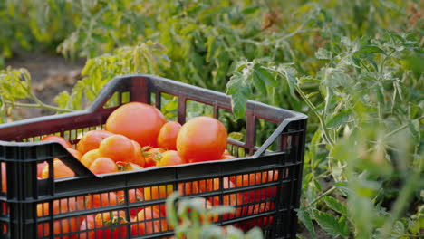 una caja con tomates maduros se encuentra en el campo