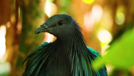 nicobar pigeon preening feathers in natural habitat