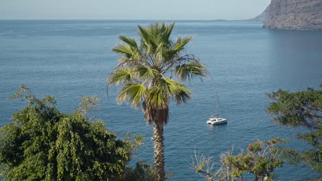 palm tree with catamaran boat floating on calm blue sea in background