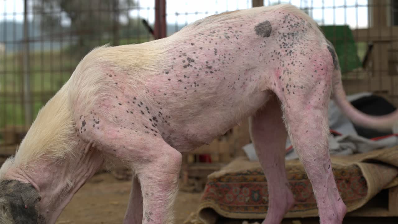 Um cachorro com sarna, com perda de pelo e pele irritada, em um abrigo