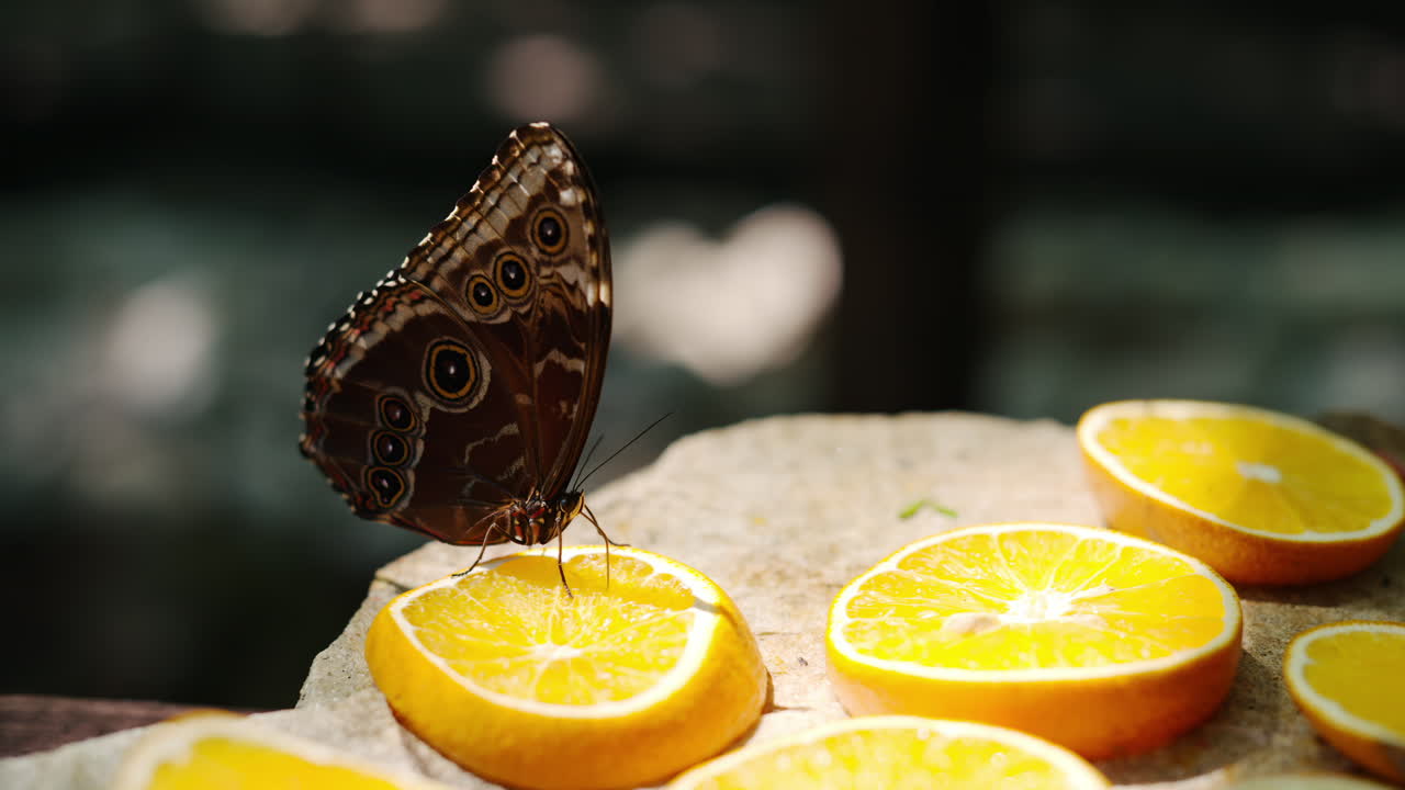 Two butterflies eating nectar from slices of oranges