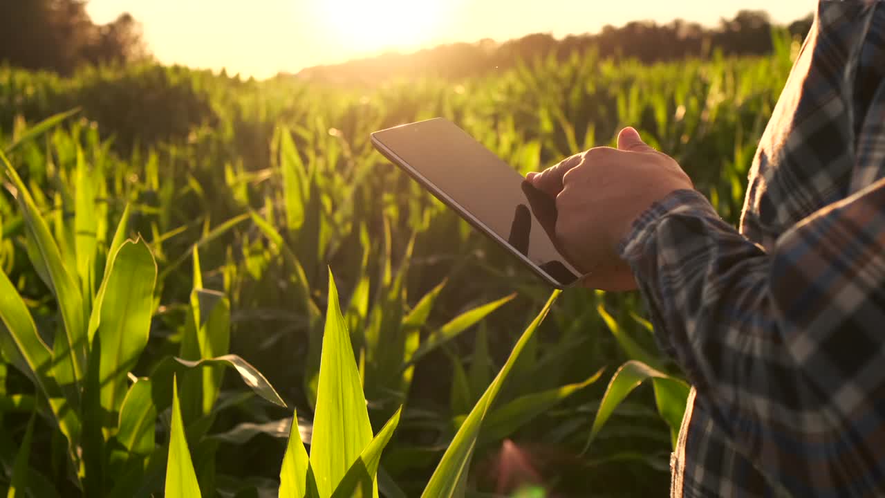 Lens flare: Um fazendeiro moderno com um tablet nas mãos inspeciona brotos de milho para analisar a futura colheita e a qualidade do produto. Gestão agrícola via Internet