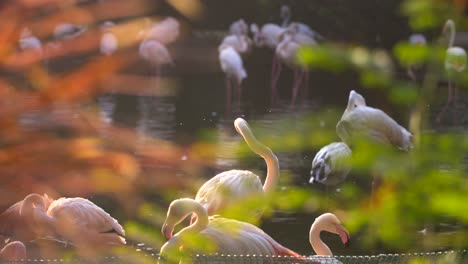 enthüllen schuss von flamingos im teich