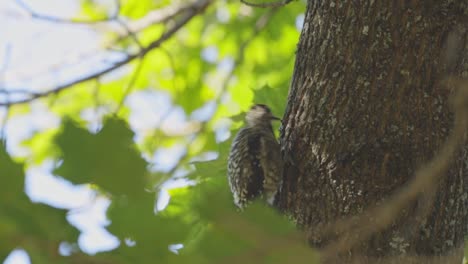 woodpecker bird pecking on tree trunk