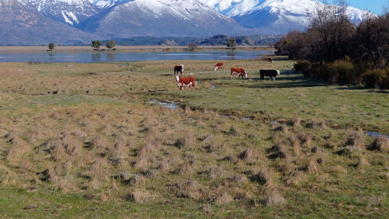 Push in drone shot of Lake Terraplen with cows and birds in Patagonia, Argentina