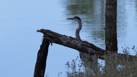 Reiher-Steht-Hinter-Einem-Umgestürzten-Baum-Und-Beobachtet-Seine-Umgebung