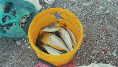 fish freshly caught in yellow bucket on pier