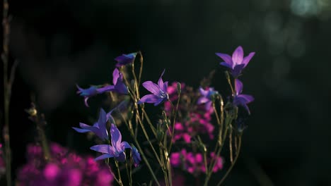 purple and violet wildflowers in sunlight