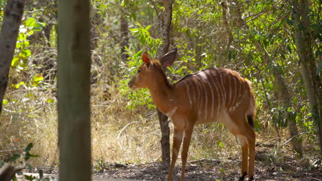 african deer, nyala, cleaning herself near a wooden walkway in the wild of the kruger national park, south africa