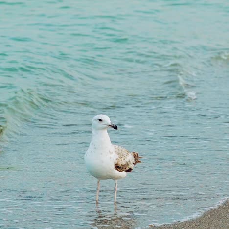 white gull is walking along the seashore and drinking water on the background of sea waves. close-up