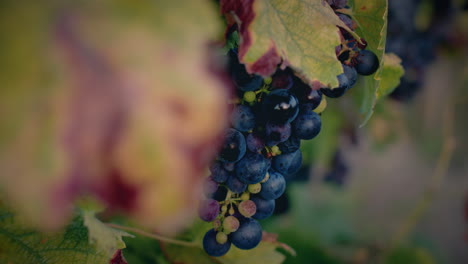 vineyard red grapes cluster at beautiful sunset medium shot