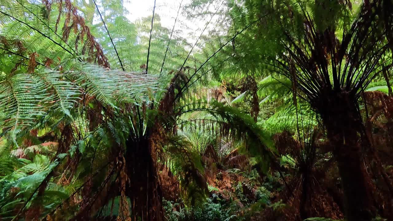 울창 한 열대 우림 의 푸른 잎자루