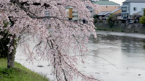 the best cherry blossom in kyoto