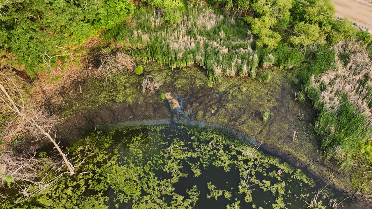 un área pantanosa de estanque con varias plantas acuáticas