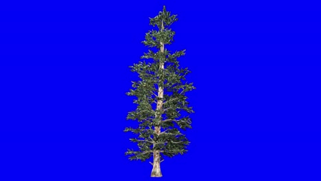 3d blue spruce with wind effect on blue screen 3d animation