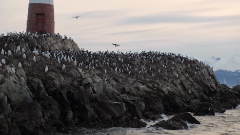 a large colony of cormorants nesting on les eclaireurs island beside lighthouse