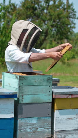busy apiarist in protective hat working at bee farm. man examines the frame and turns it back to the hive. green trees at backdrop. vertical video