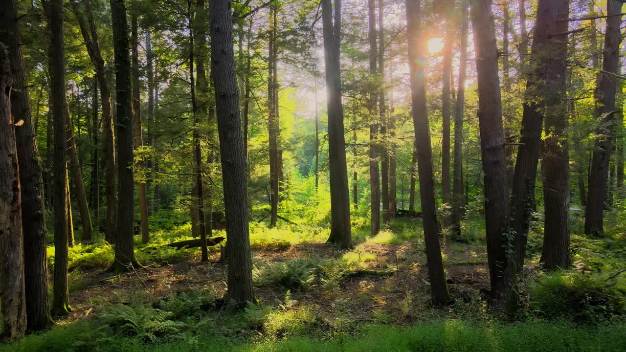 Smooth drone video footage of a magical, lush, green forest with beautiful golden light during summer