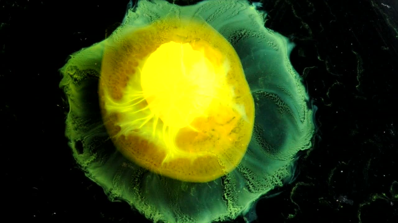 노란색이 부화하여 어두운 세계를 탐험합니다.