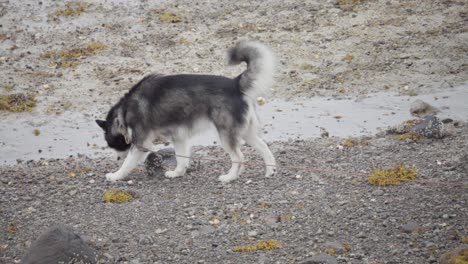 阿拉斯加馬拉穆特犬帶著長帶在岩石路上行走