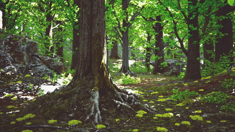 Lush green forest with sunlight filtering through the trees