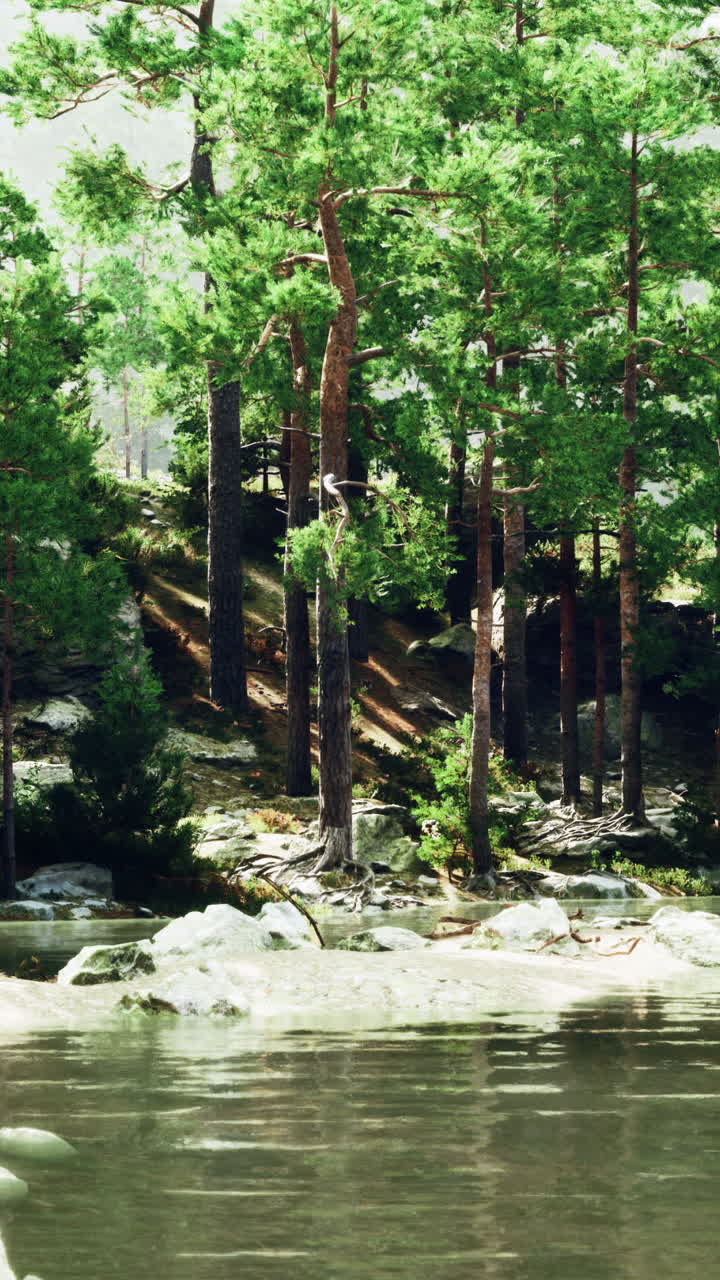 un lago de bosque sereno con pinos altos y luz solar que fluye a través del dosel