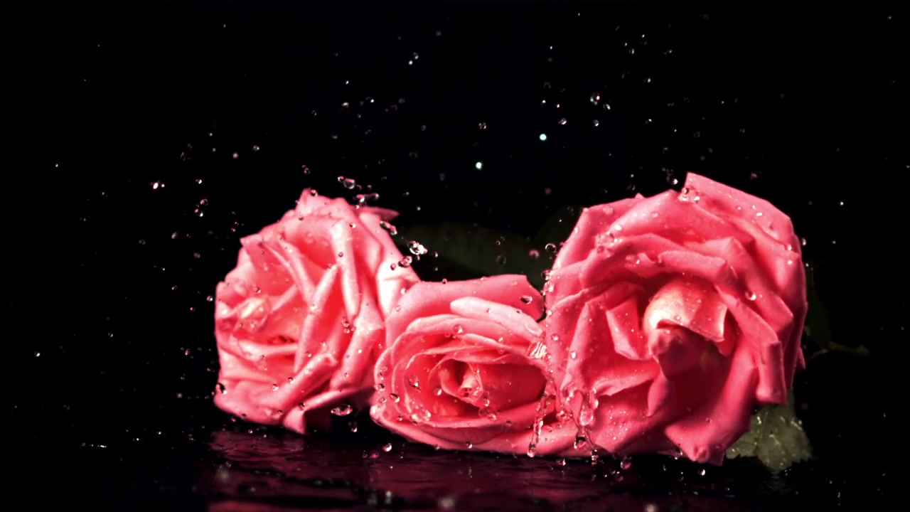 Trois roses roses tombant au ralenti avec des éclaboussures d'eau