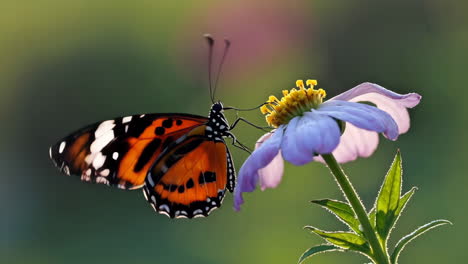 mariposa en una flor
