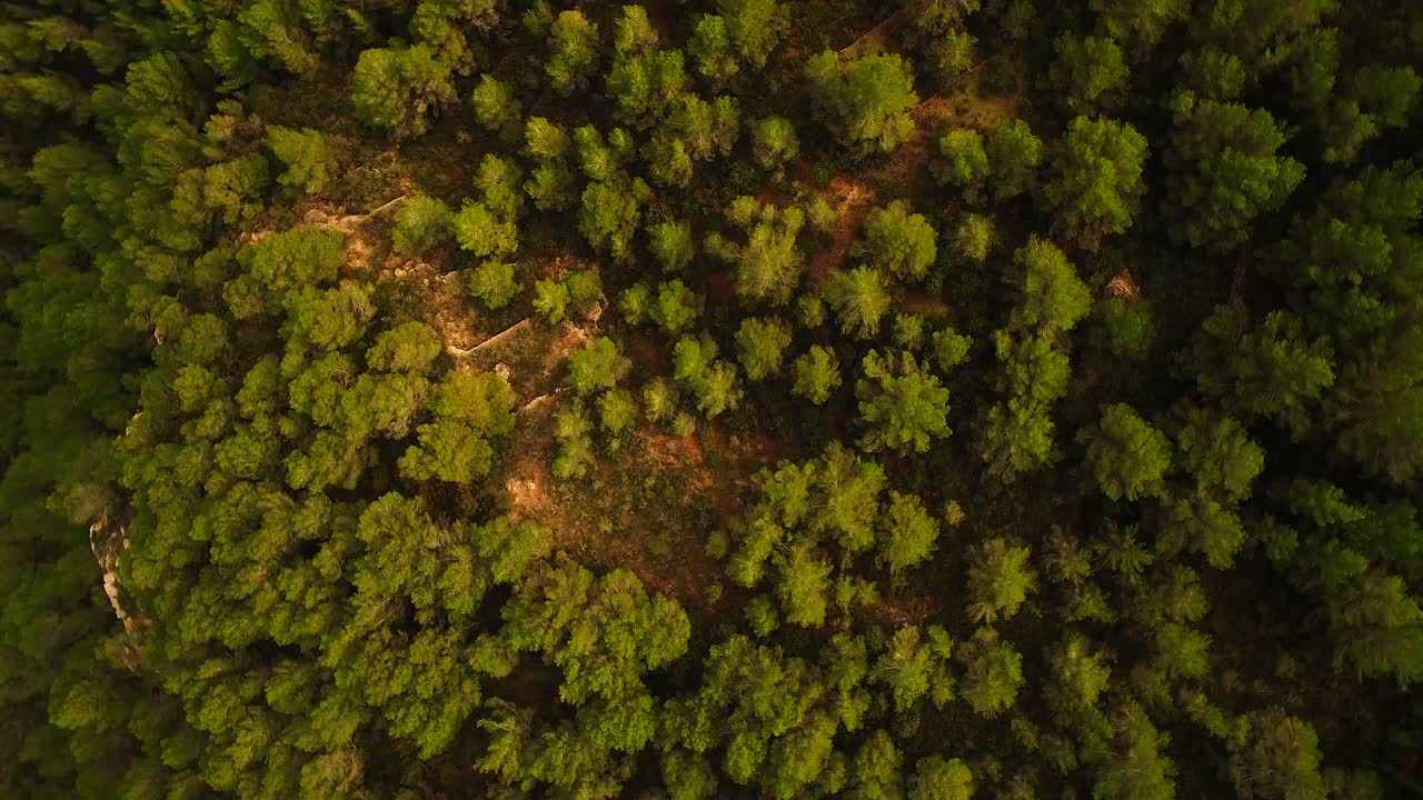 aérea del bosque verde