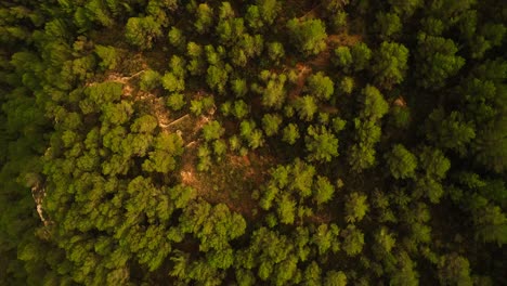 Aerial-of-green-forest