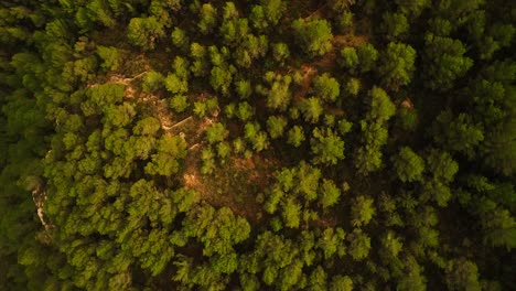 aérea del bosque verde