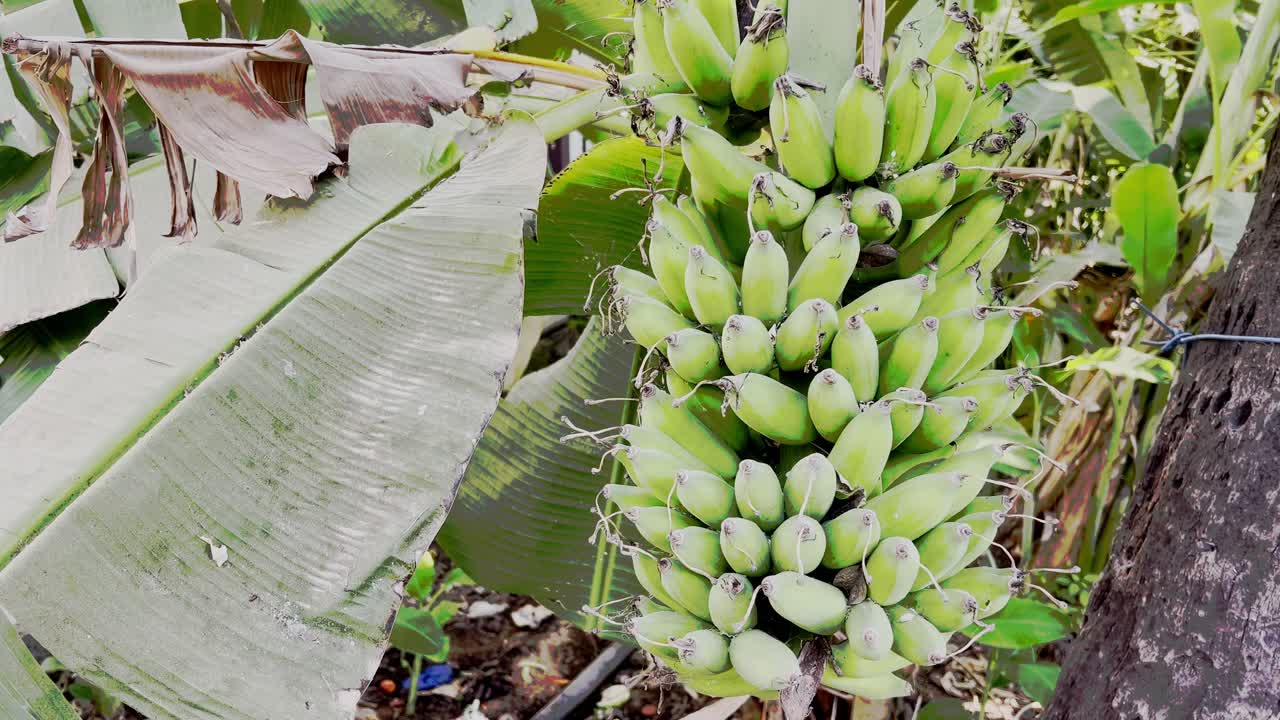 Cinematic footage of big banana bunch hanging of the tree - Slow Motion moving shot