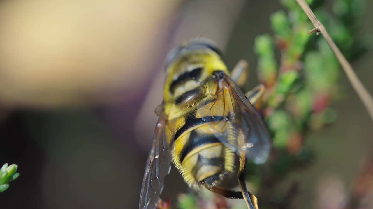 macro primer plano de avispa frotando las patas delanteras en el jardín