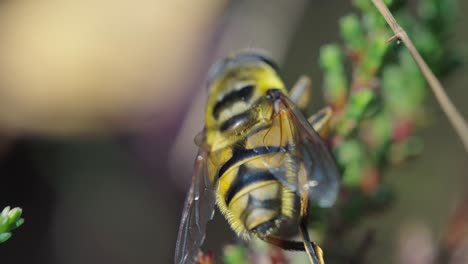 Makro-Nahaufnahme-Einer-Wespe,-Die-Die-Vorderbeine-Im-Garten-Reibt