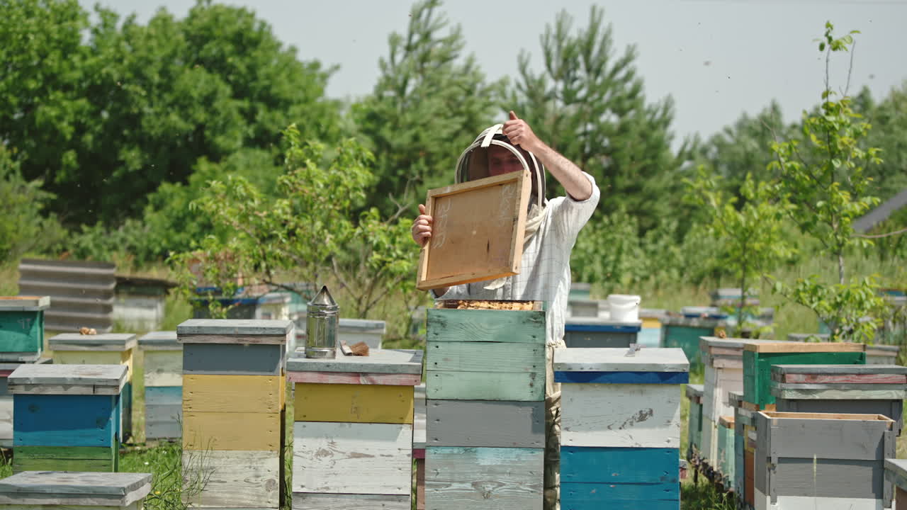 Male beekeeper open the lid of one beehive at his farm. Man in special outfit checks up his apiary. Bee farm in the nature backdrop.